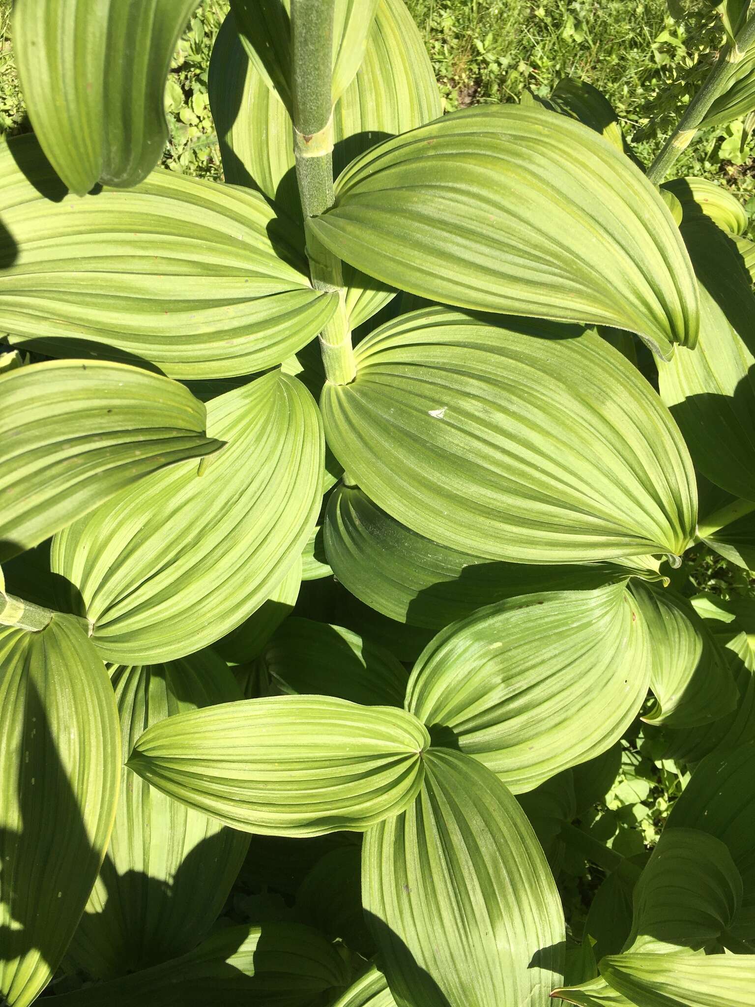 Image of False Green Hellebore