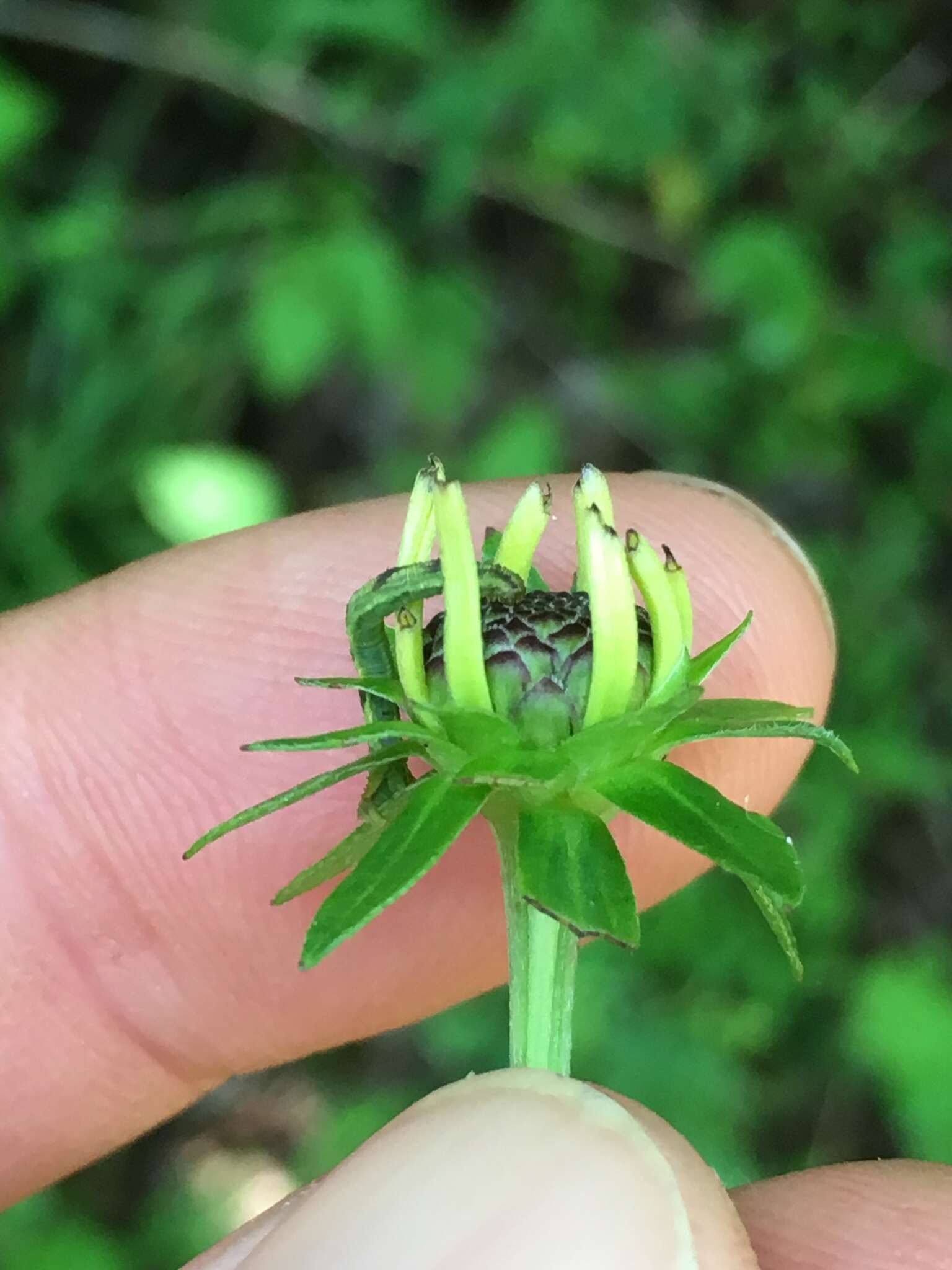 Image of orange coneflower