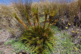 Image of Aciphylla montana Armst.