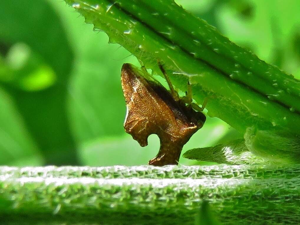 Image of Entylia carinata Forster