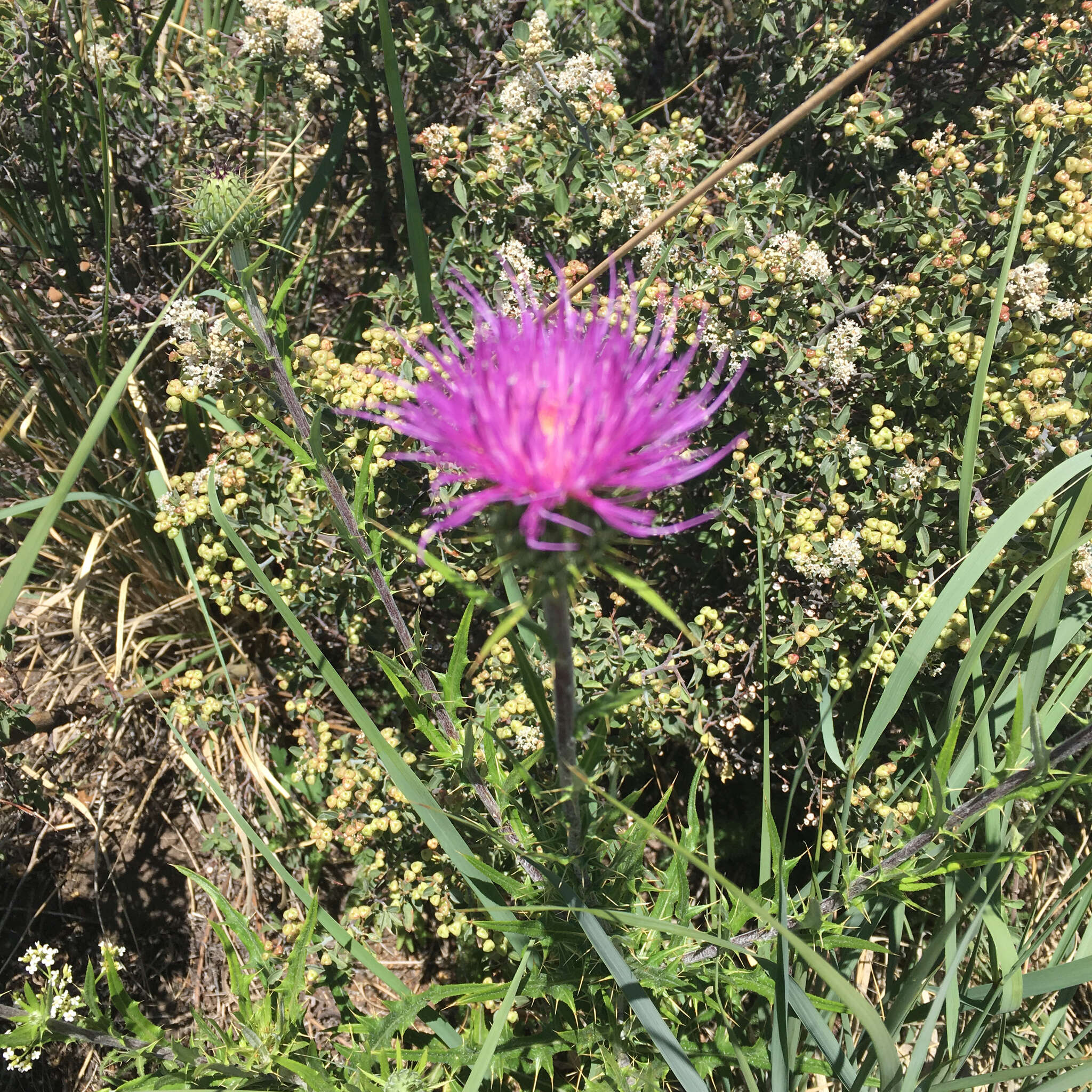 Image of Wheeler's thistle