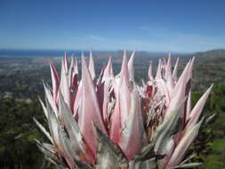 Imagem de Protea cynaroides (L.) L.