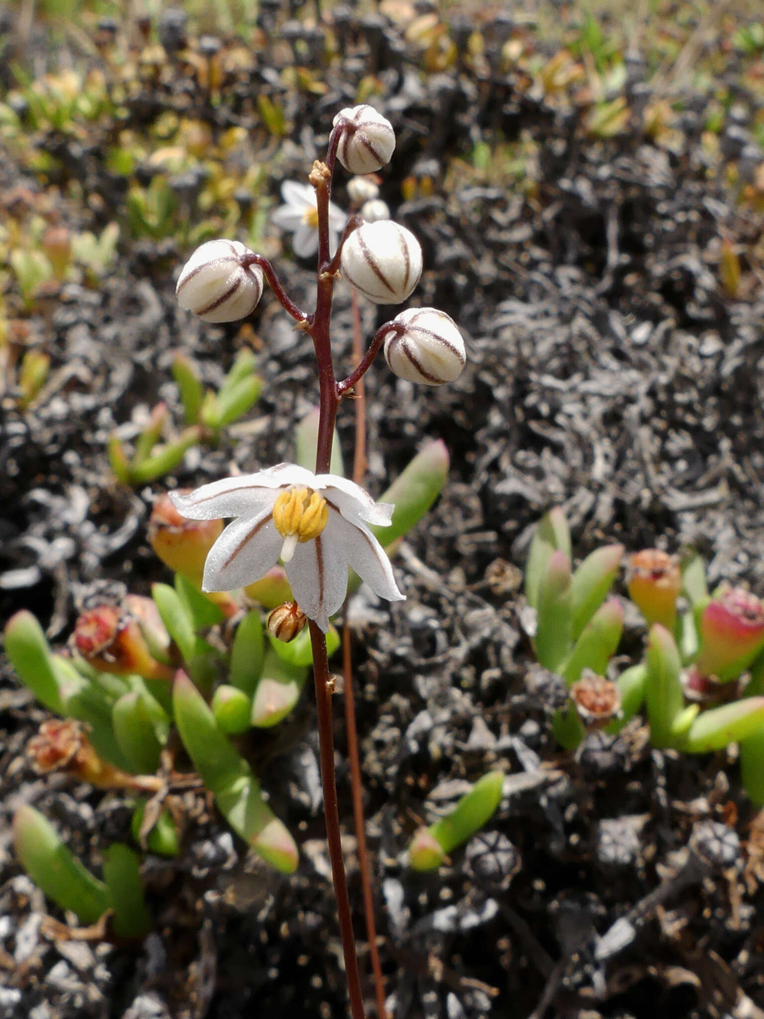 Image of Drimia albiflora (B. Nord.) J. C. Manning & Goldblatt