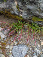 Image of pimpernel willowherb