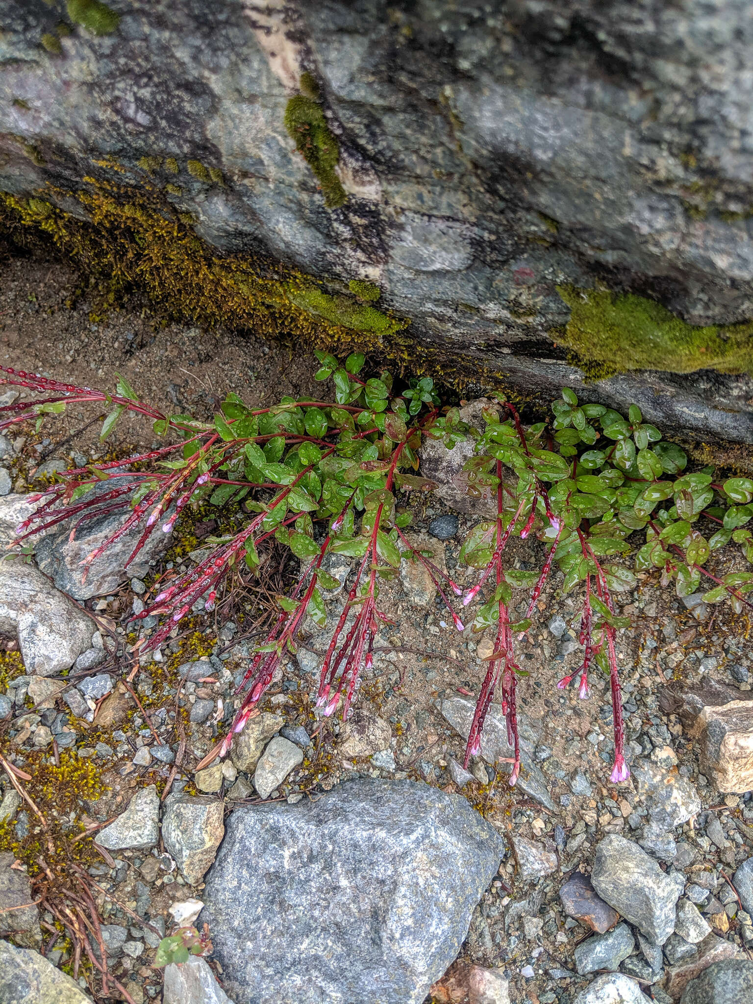 Image of pimpernel willowherb