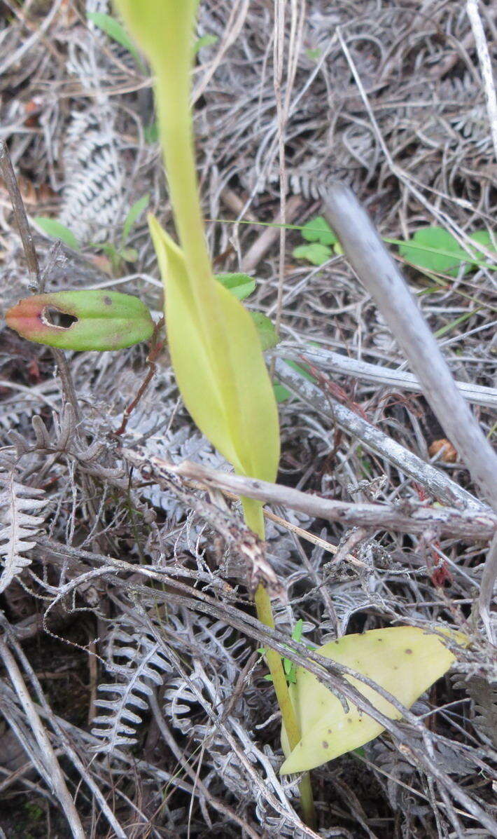 Image of Pterygodium cleistogamum (Bolus) Schltr.