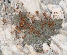 Image of Saxifraga squarrosa Sieber