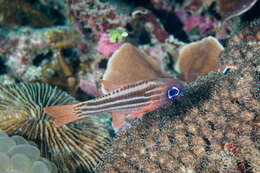 Image of Blue-eye cardinalfish