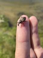 Lepyrus capucinus (Schaller & J. G. 1783) resmi