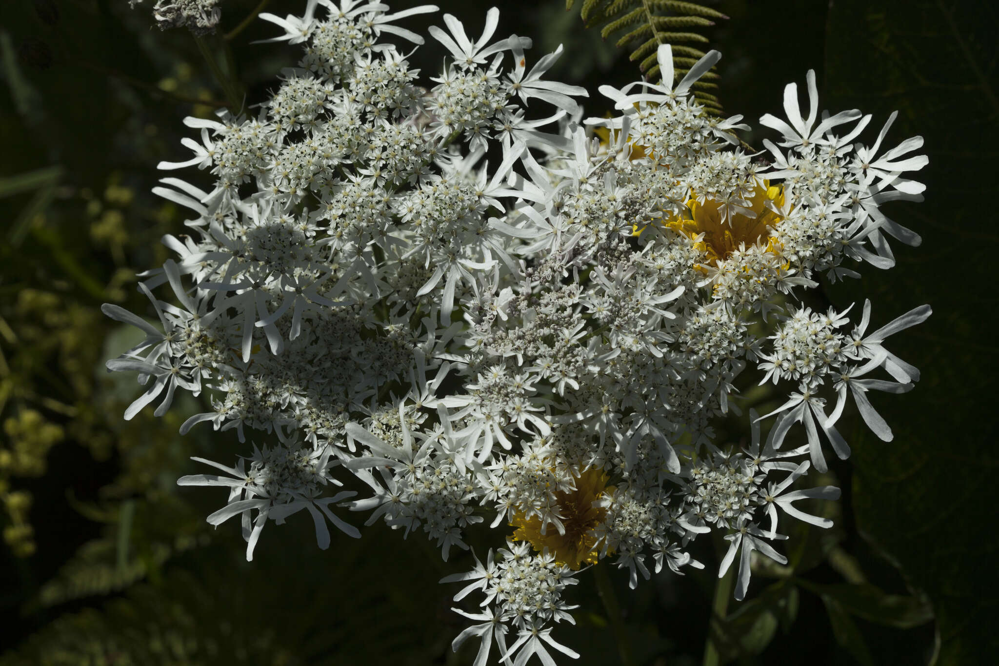 صورة Heracleum apiifolium Boiss.