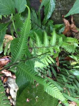 Pseudocyclosorus esquirolii (C. Chr.) Ching resmi