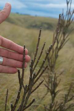 Image de Carmichaelia crassicaulis subsp. crassicaulis