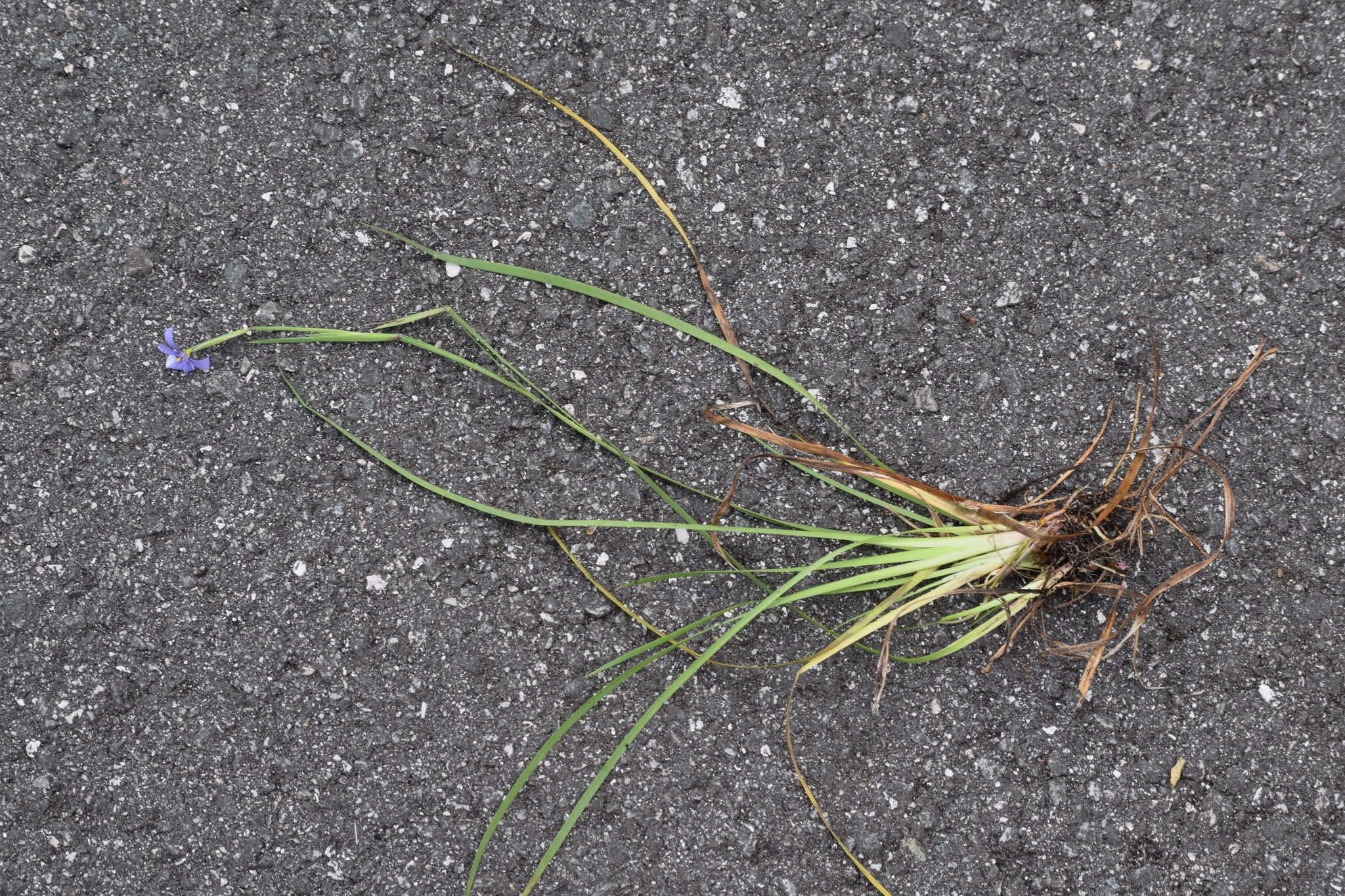 Image of Miami blue-eyed grass