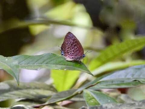 Image of Arhopala myrzala lammas Corbet 1941