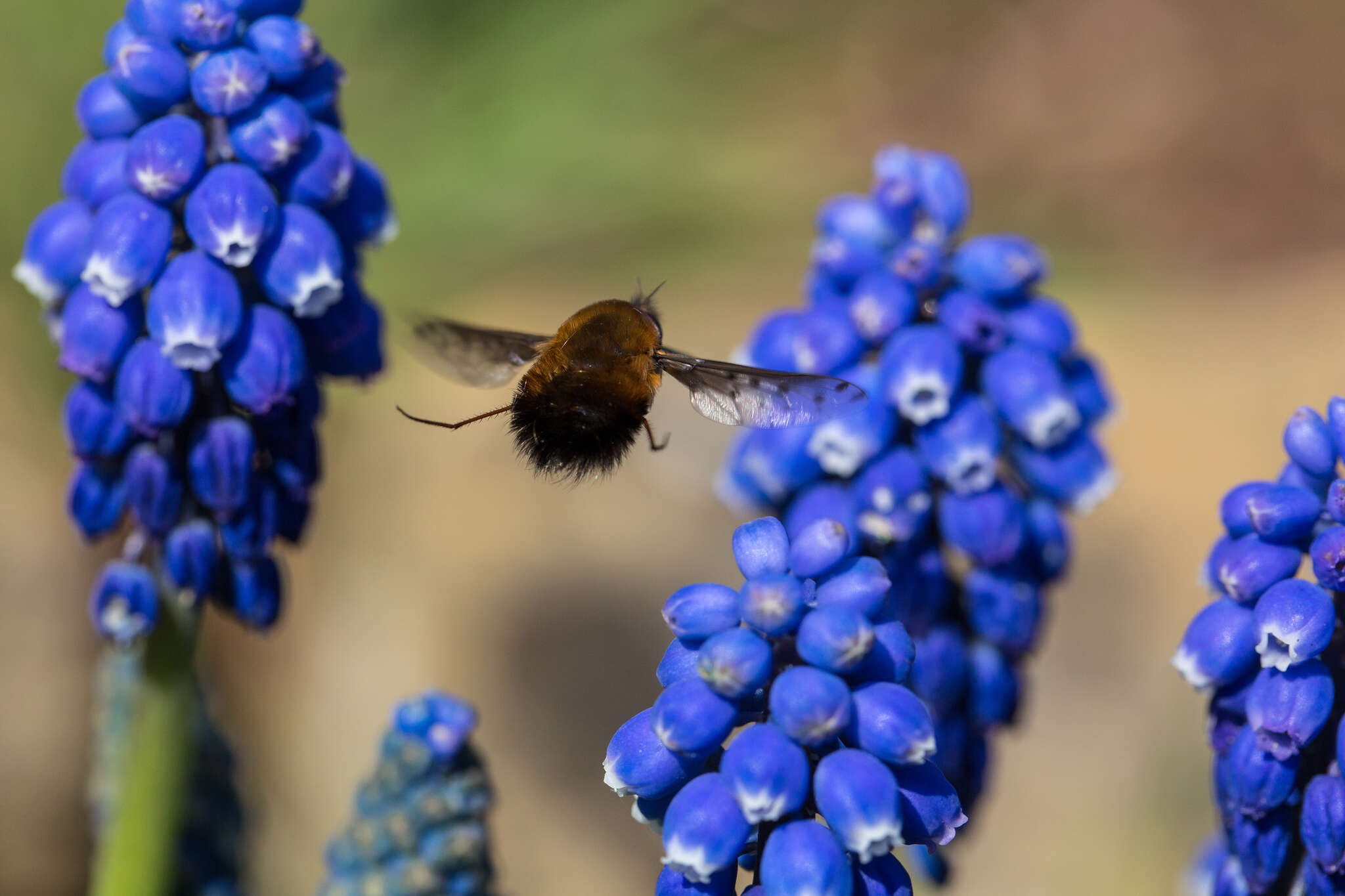 Image de Bombylius discolor Mikan 1796