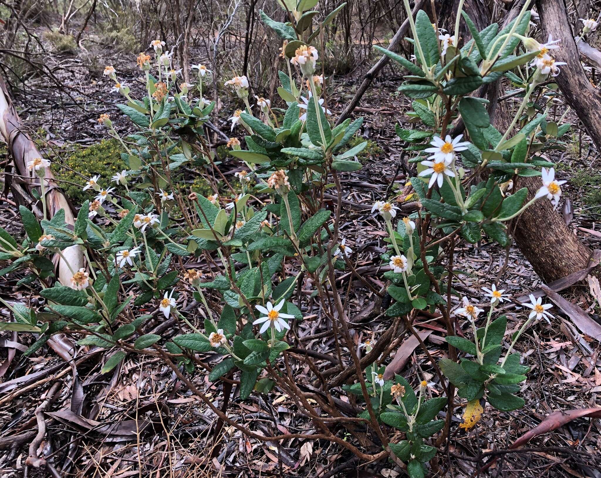 Olearia pannosa Hook. resmi