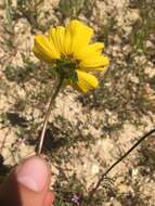 صورة Coreopsis calliopsidea (DC.) A. Gray