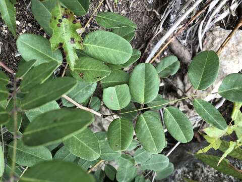 Plancia ëd Amorpha roemeriana Scheele