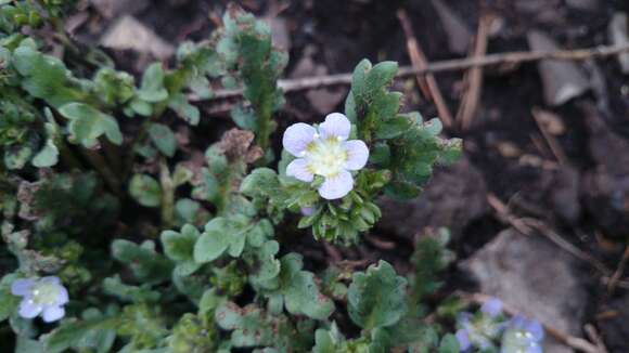 Image of sand phacelia