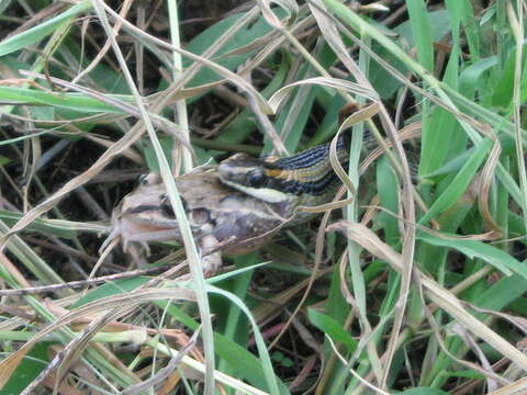 Plancia ëd Lygophis lineatus (Linnaeus 1758)