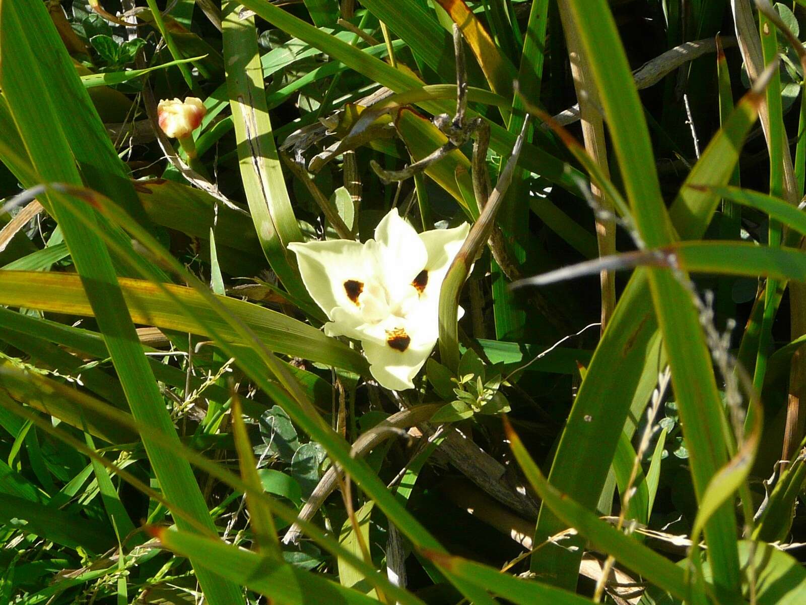 Image of African lily