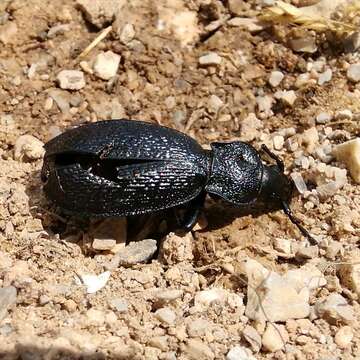 Image of Carabus (Megodontus) croaticus Dejean 1826