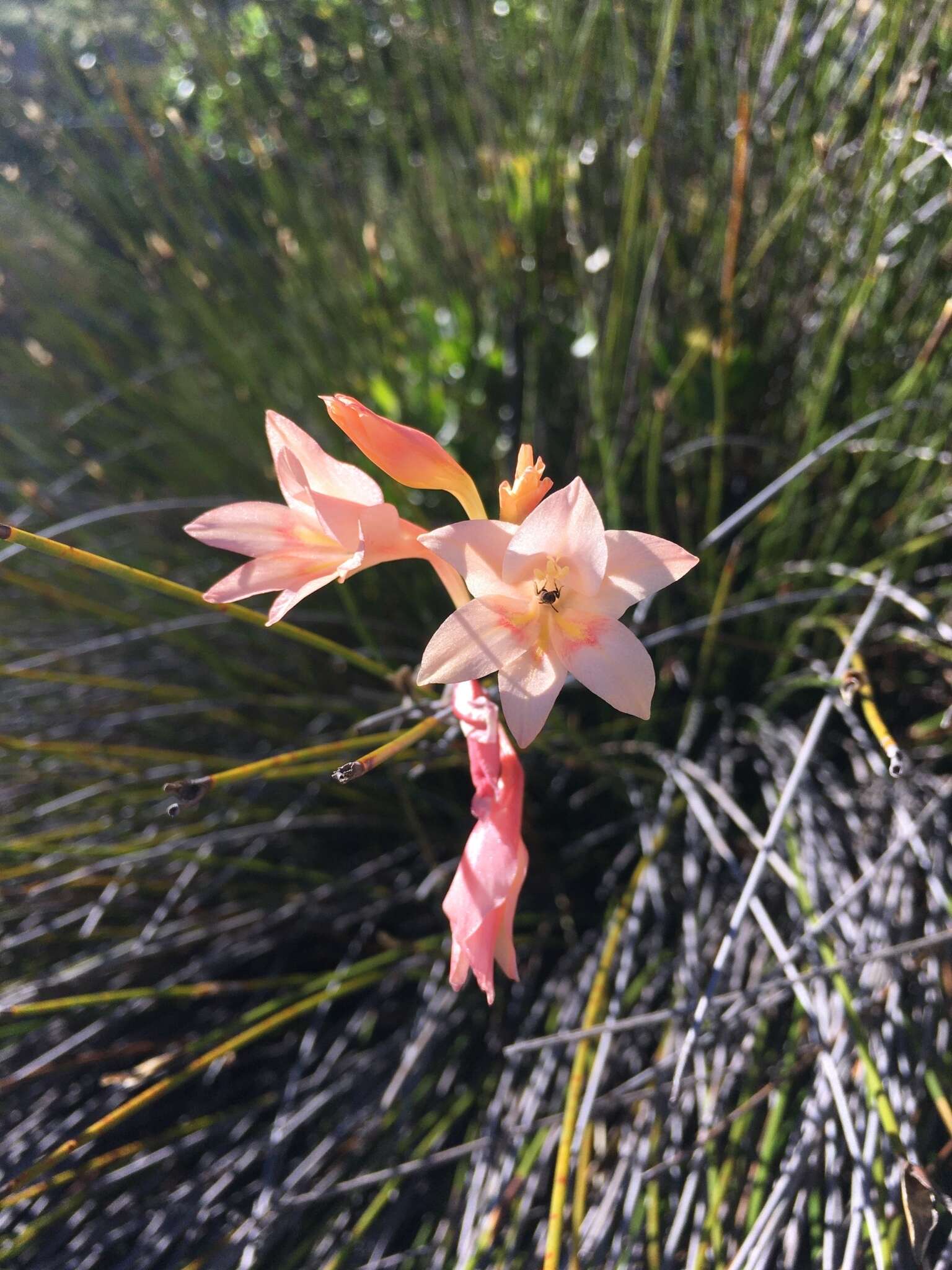 Gladiolus monticola Goldblatt & J. C. Manning resmi