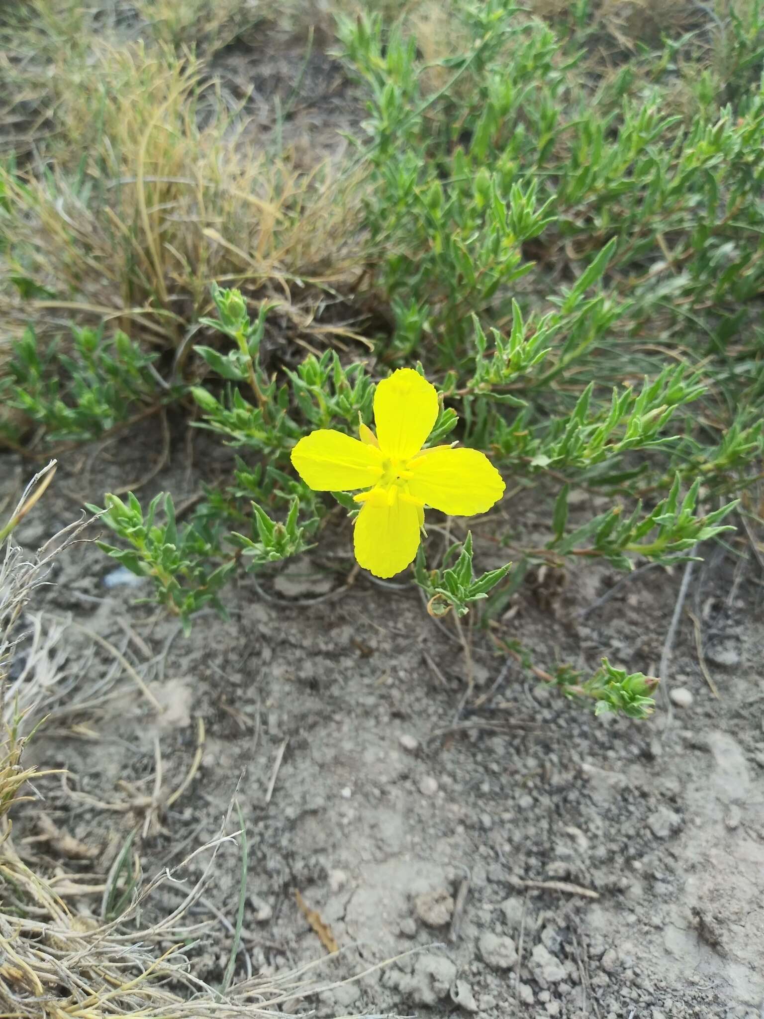 Image of Oenothera lavandulifolia Torr. & Gray