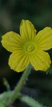 Image of Cucumis africanus L. fil.