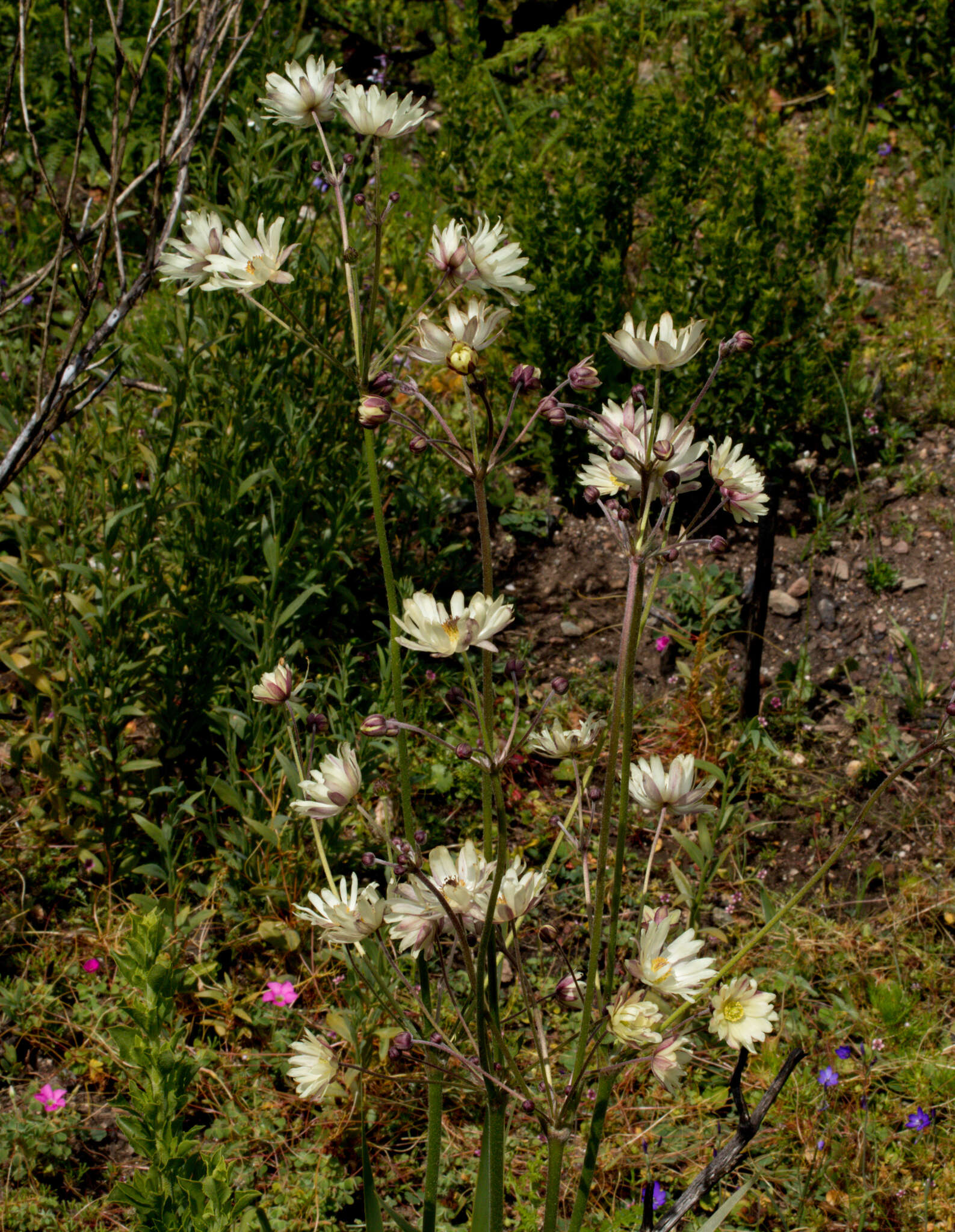Image of Knowltonia anemonoides H. Rasmussen
