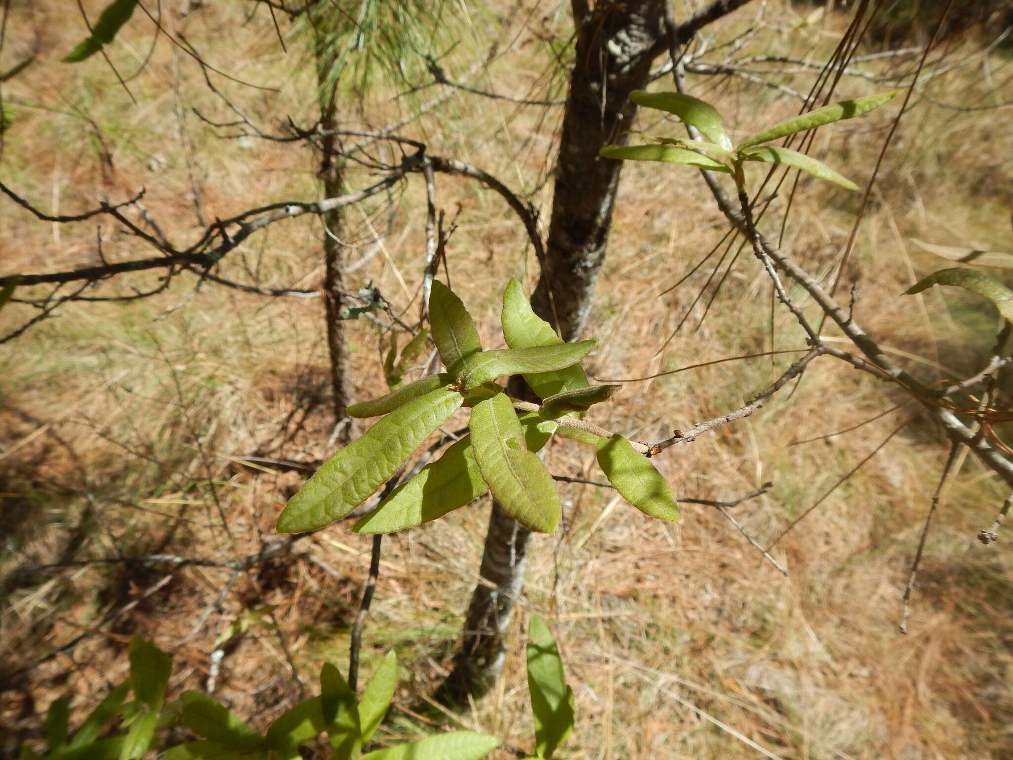 Imagem de Quercus crispipilis Trel.