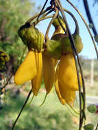 Image of Sophora microphylla var. longicarinata (G. Simpson) Allan