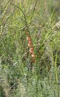 Image de Gladiolus densiflorus Baker