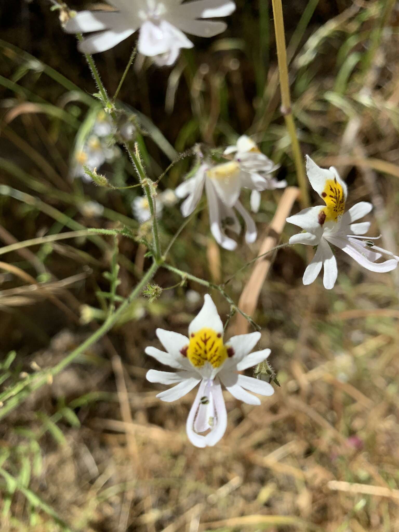 Imagem de Schizanthus pinnatus Ruiz & Pavón