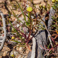 Image of Brachyscome perpusilla (Steetz) J. Black