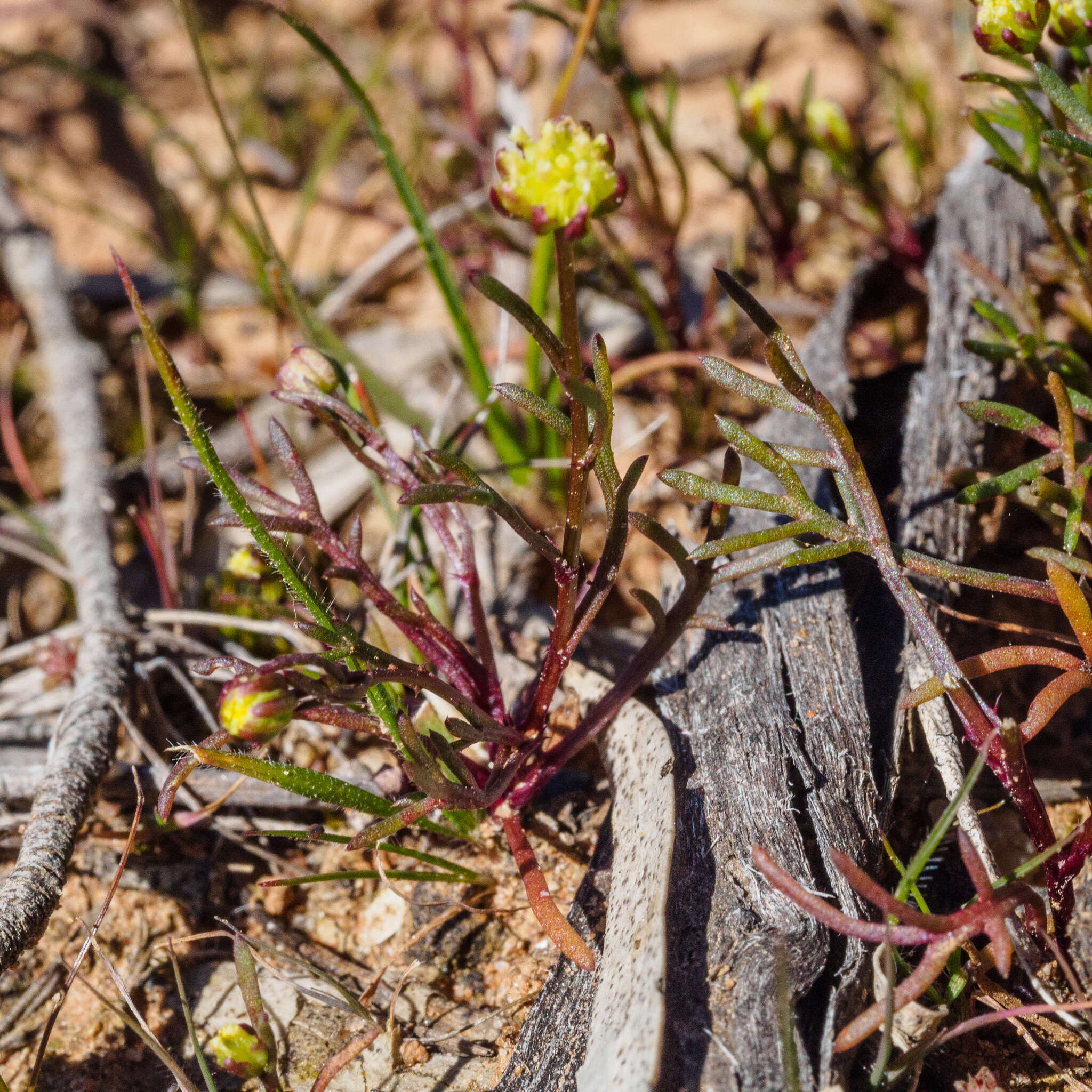 Image of Brachyscome perpusilla (Steetz) J. Black