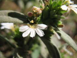 Image of Scaevola canescens Benth.