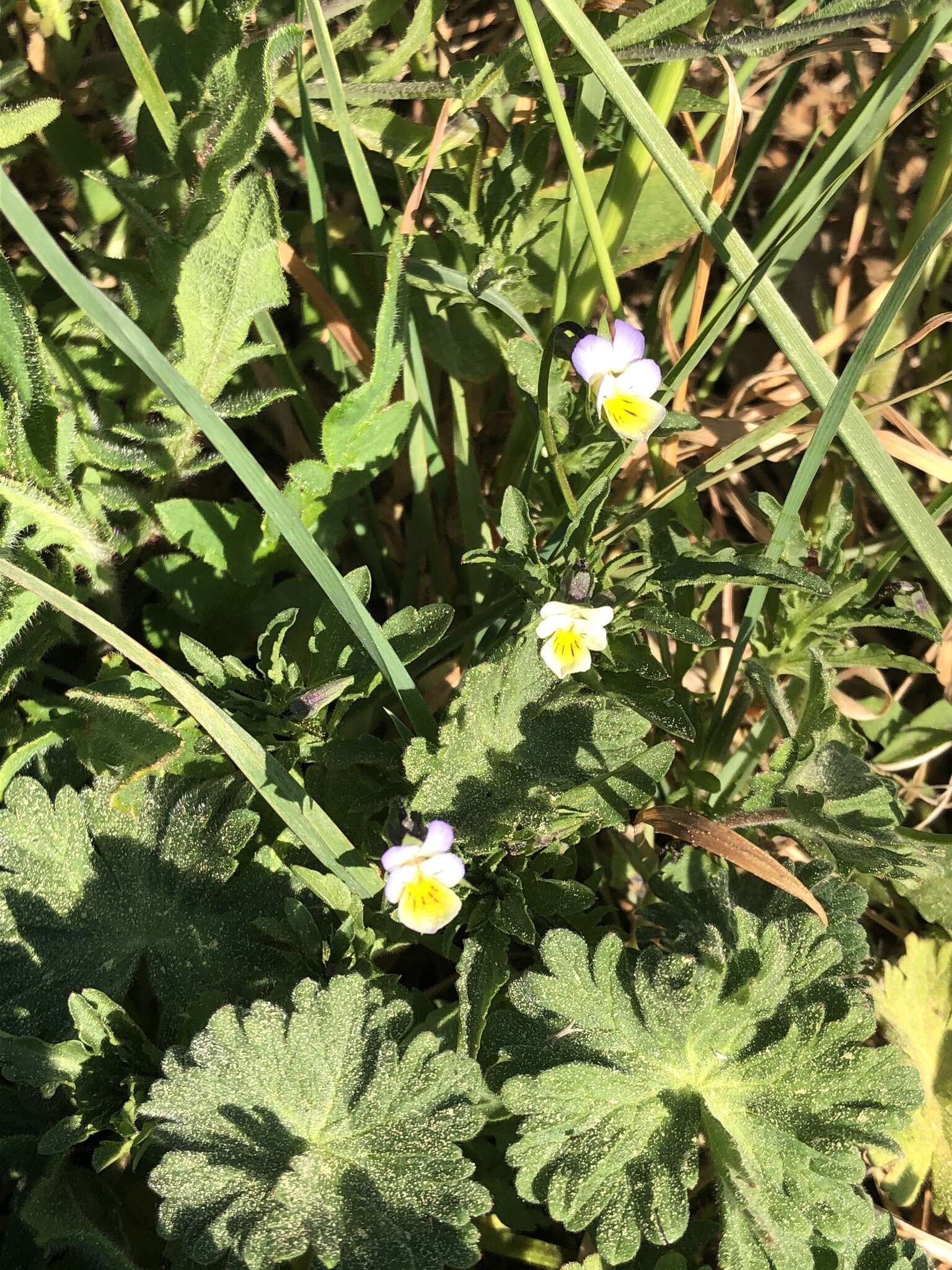 Image of Viola tricolor subsp. tricolor