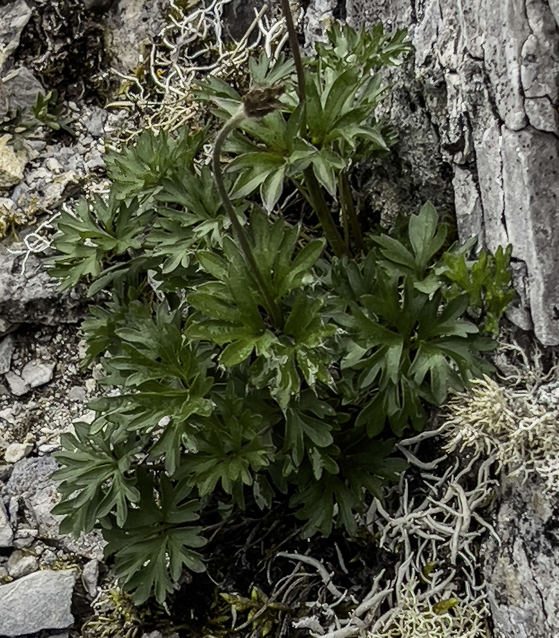 Imagem de Anemone lithophila Rydb.