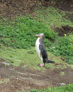 Image of Yellow-eyed Penguins