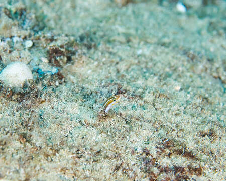 Image of Biting Blenny