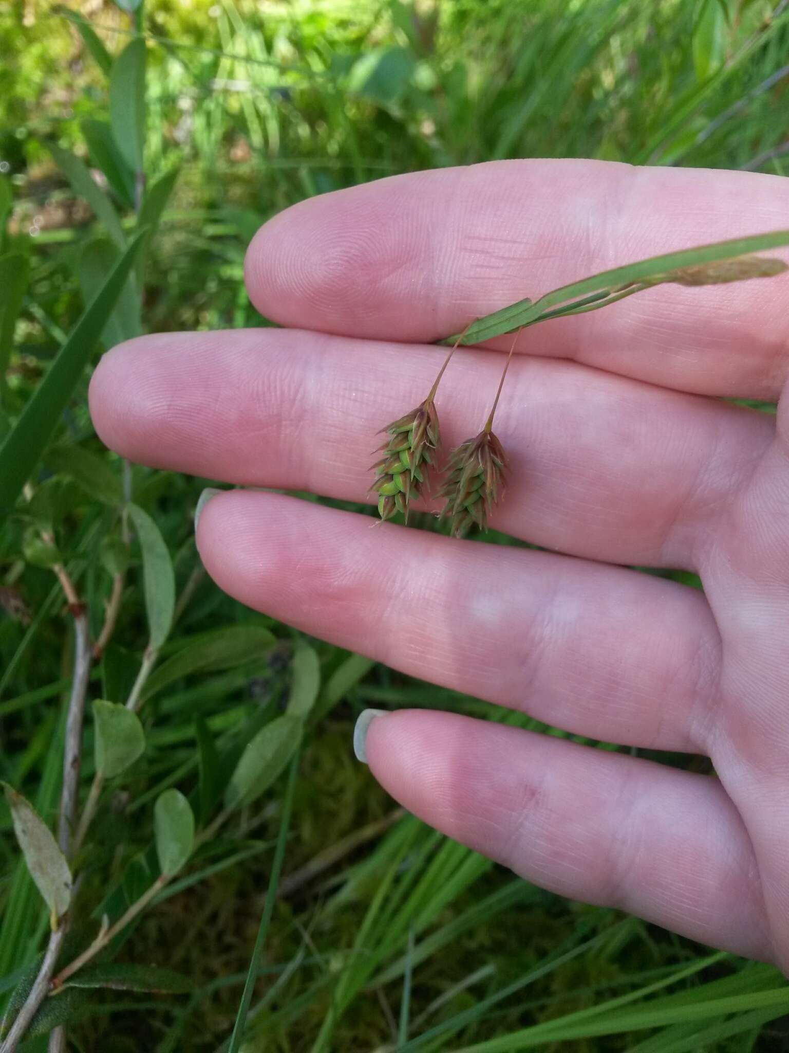 Image of boreal bog sedge