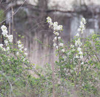 Image de Pyracantha koidzumii (Hayata) Rehd.