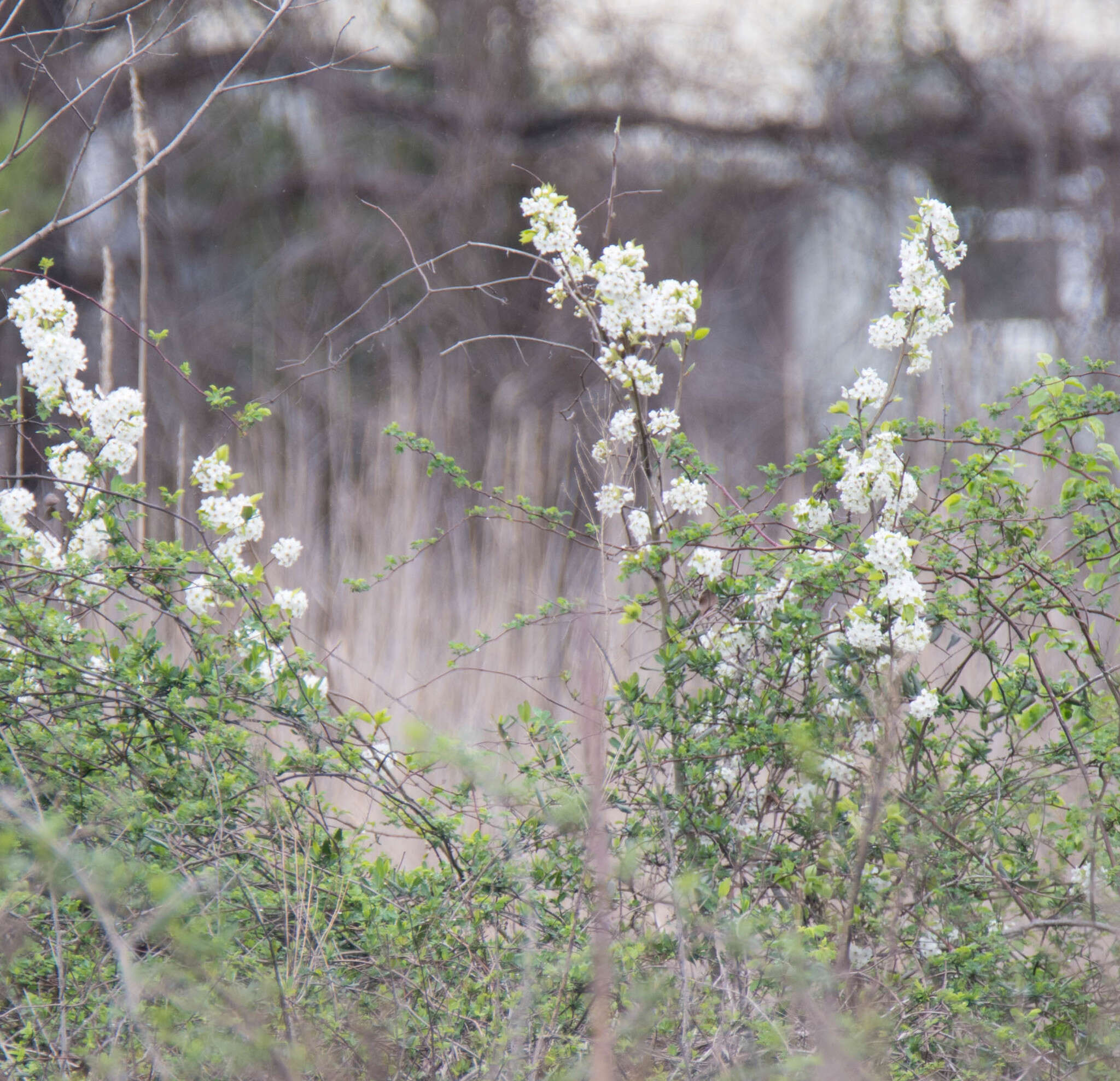 Image de Pyracantha koidzumii (Hayata) Rehd.