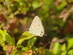 Image of <i>Leptotes <i>pirithous</i></i> pirithous