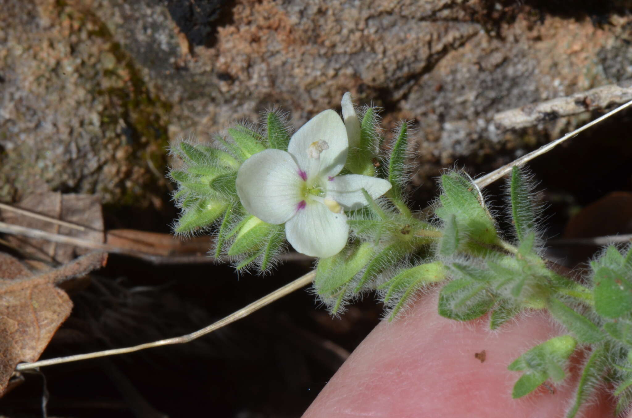 Image of Veronica cuneifolia D. Don