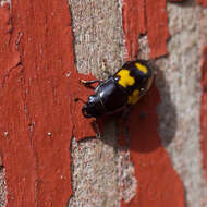 Image of Glischrochilus fasciatus (Olivier 1790)