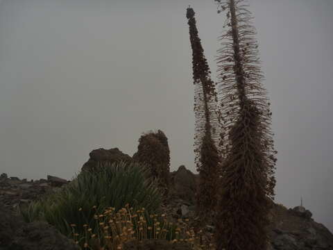 Image of <i>Echium perezii</i> Sprague