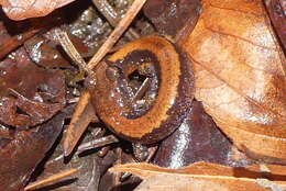 Image of Larch Mountain salamander