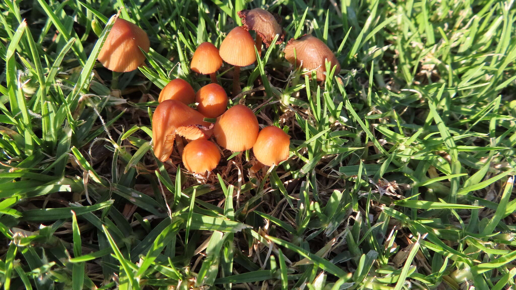 Image of Conocybe tenera (Schaeff.) Fayod 1889